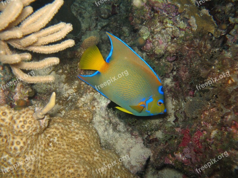 Fishes Under Water Angel Fish Diving