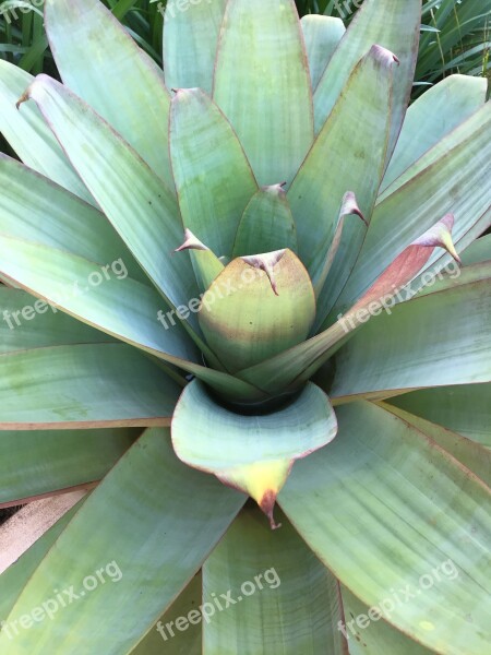 Plant Bromeliads Ornamental Plant Bromeliad Garden