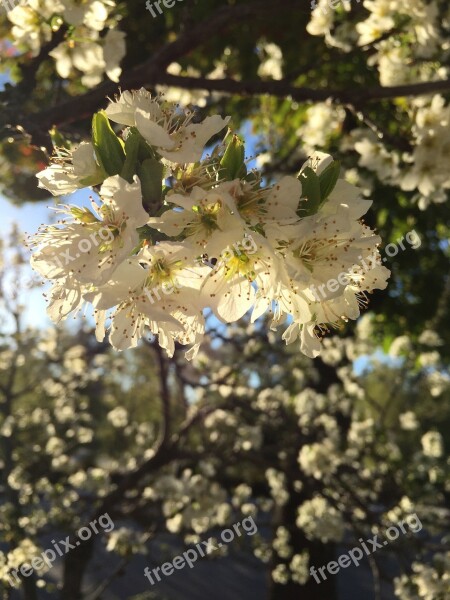 Blossoms Sunlit Garden Nature Tree