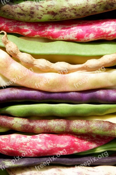 Beans Colorful Garden Bean Garden Pole Beans