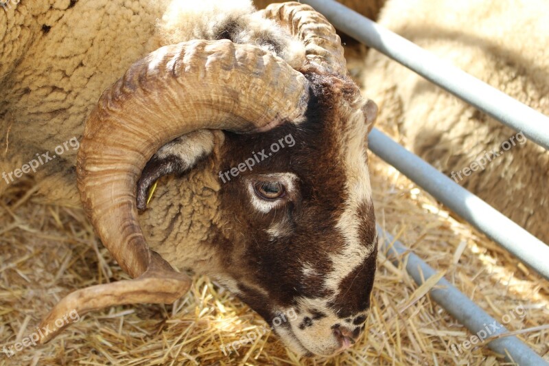 Goat Horns Animals Animal Husbandry Zoo