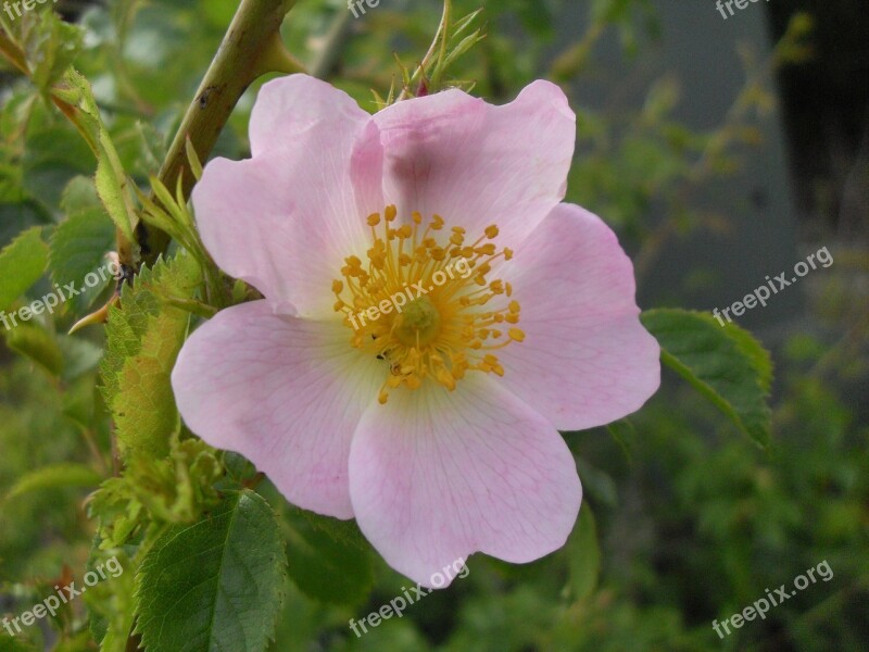 Blossom Bloom Wild Rose Rose Bloom Bush Rose