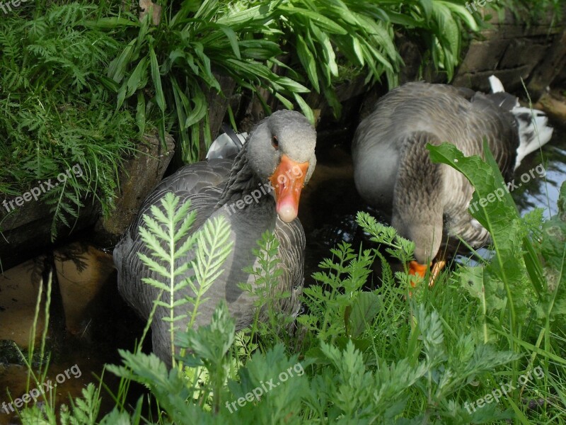 Goose Geese Bird Nature Poultry