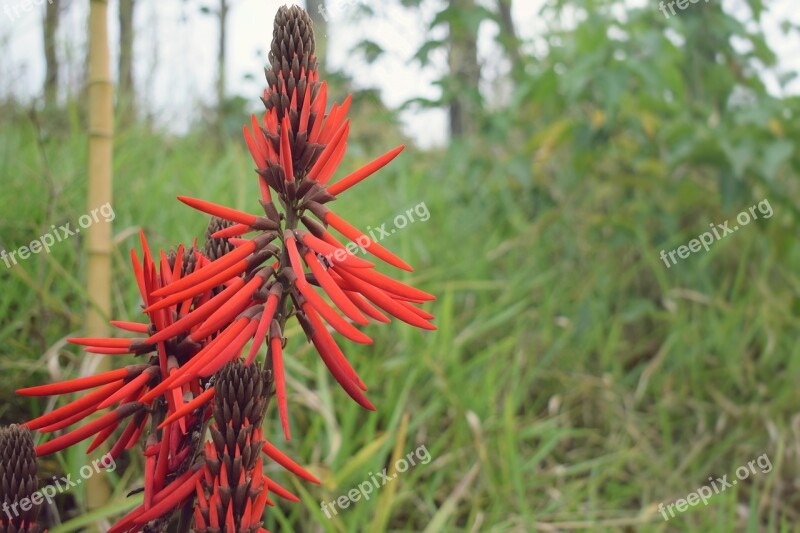 Flower Plant Floral Nature Petals