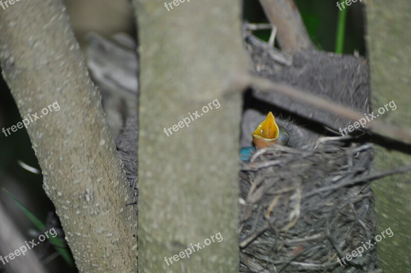 Baby Needy Young Bird Helpless