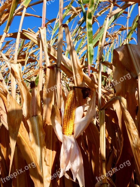 Corn Harvest Field Corn On The Cob Free Photos