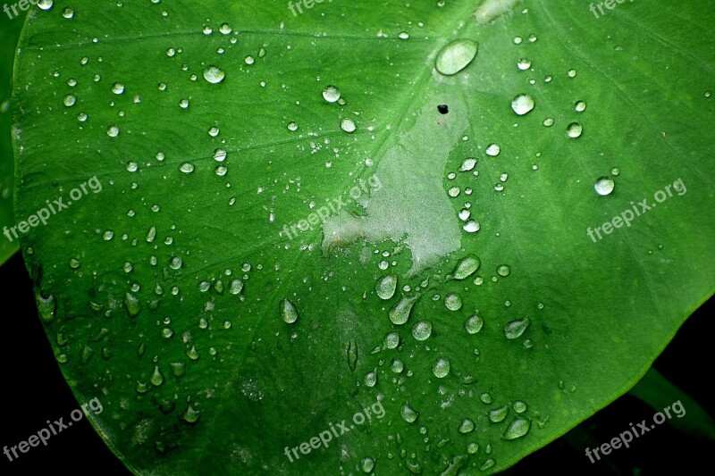 Water Droplets Wet Nature Liquid