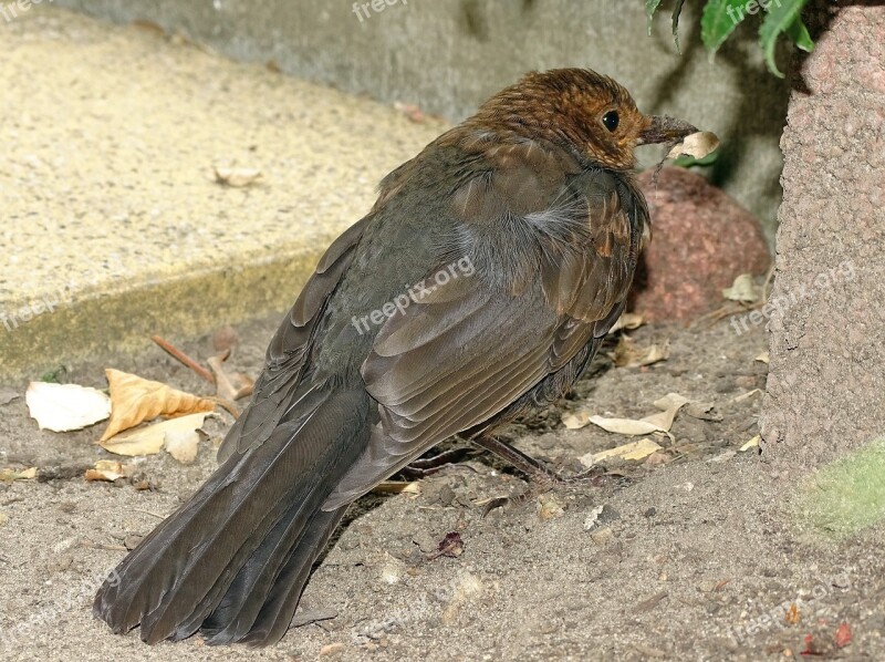 Blackbird Songbird Bird Nature Garden Bird