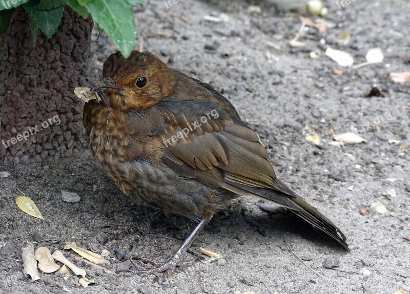 Blackbird Songbird Bird Nature Garden Bird