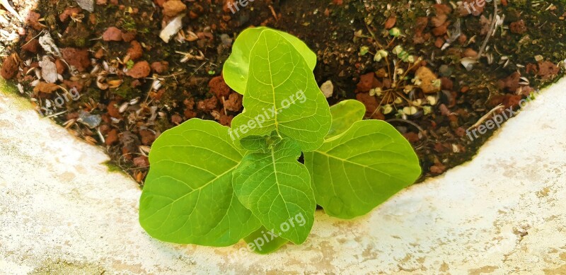 Nature Flower Flora Leaf Growth