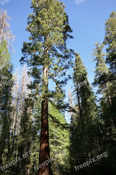 Sequoia Tree Forest Wood Huge