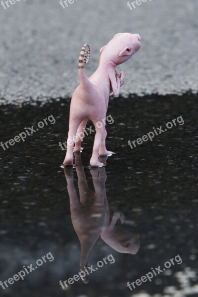 Figurine Toy Figure Reflection Small