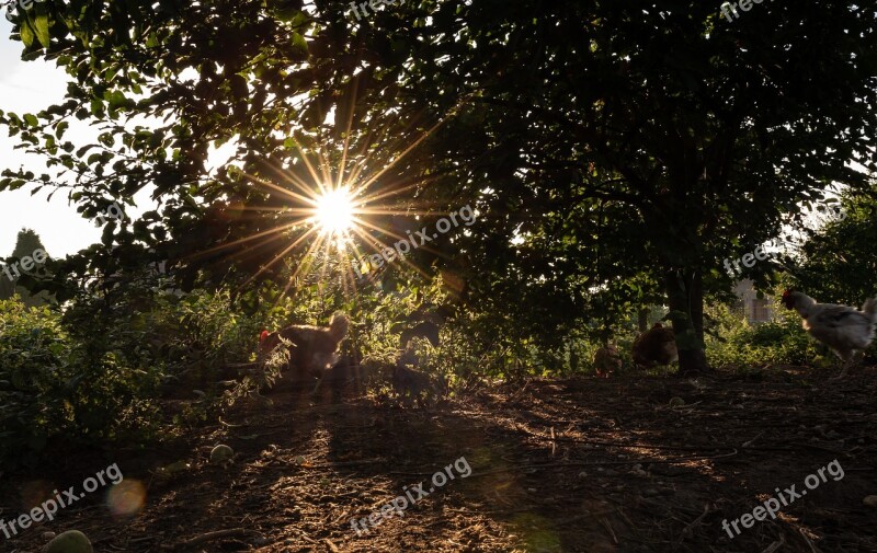 Sonnenstern Chicken Meadow Garden Sunrise Nature