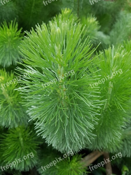 Pine Tree Pine Forest Trees Landscape