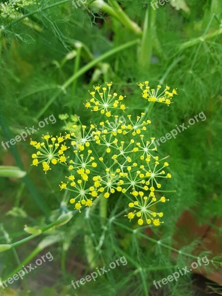 Dill Herb Spice Plant Garden