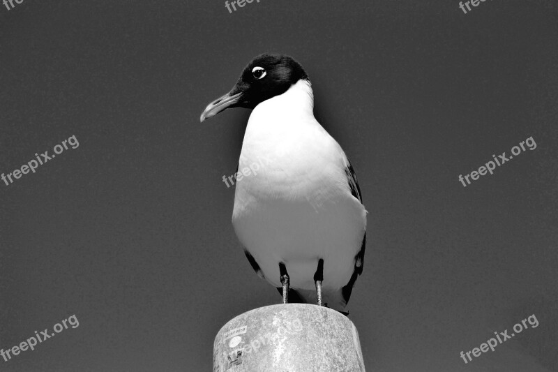 Laughing Gull Bird Avian Waterbird Tropical Bird