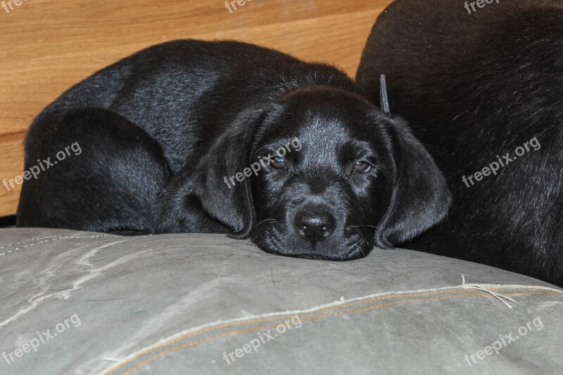 Labrador Black Puppy Dog Pet