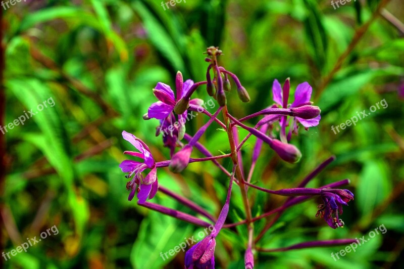 Rhön Black Moor Flower Free Photos