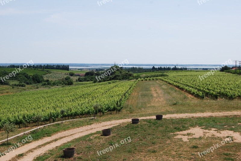 Vineyards Wine France Free Photos