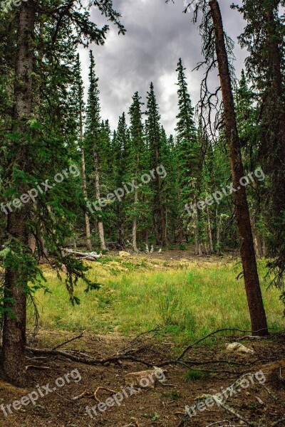 Nature Forest Landscape Tree Green