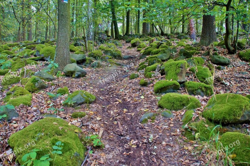 Path Forest In The Forest Stones Covered