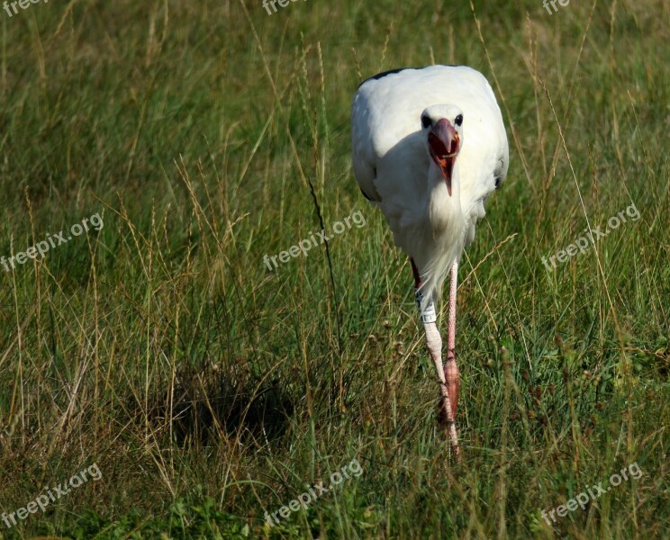 Stork Eat Bill Rattle Stork Bird