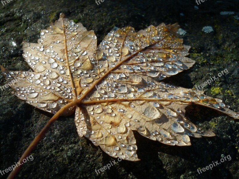 Autumn Leaf Dew Fall Foliage Drip