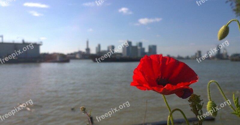 Poppy Flower London Canary Wharf River