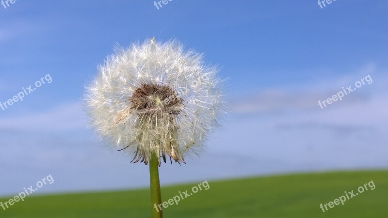 Dandelion Flower Nature Seeds Meadow