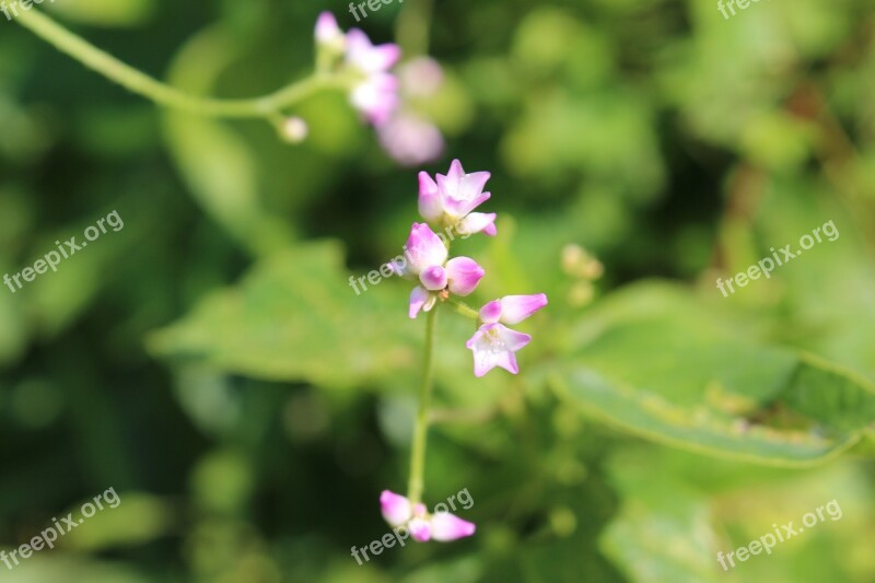 Flowers Nature Plants Wildflower No Filter