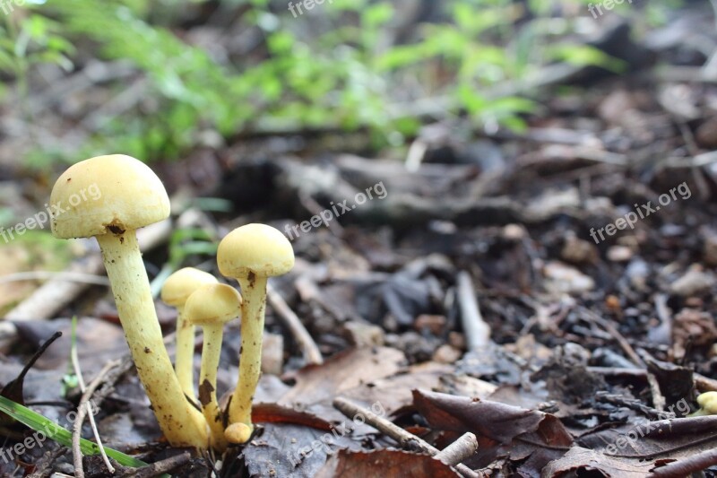 Mushroom Nature Forest No Filter Free Photos