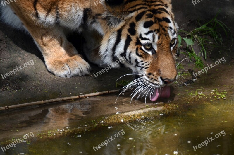 Tiger Thirst Drink Tongue Free Photos