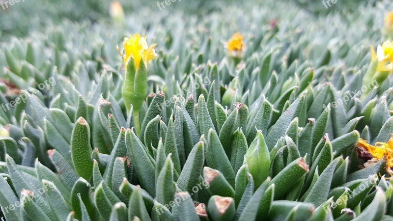 Yellow Flowers Leafy Nature Summer