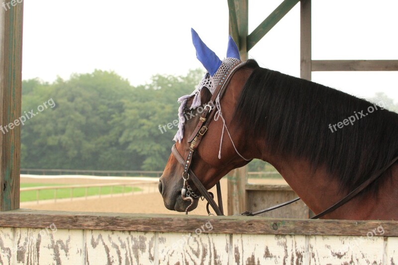 Retriever Horse Arlington Race Course Arlington Heights Illinois Free Photos