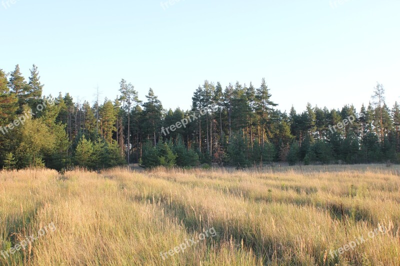 Pine Field Landscape Nature Tree