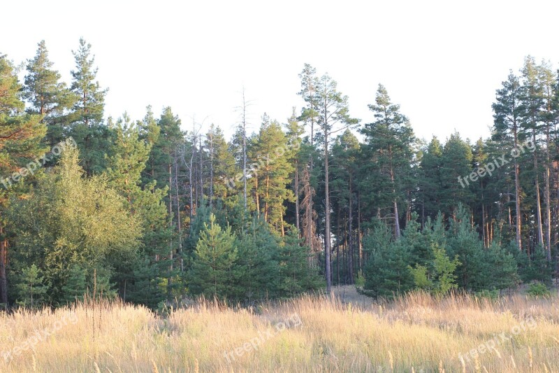 Pine Field Landscape Nature Tree