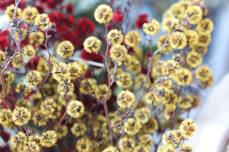 Gypsophila Elegans Yellow Flowers Colorful Free Photos