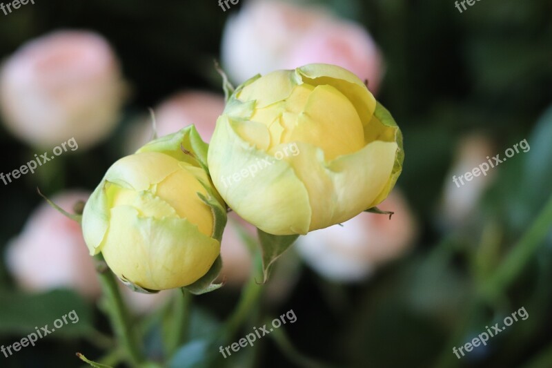 Flowers Round Flower Yellow Pastel Flower Flower Dream House