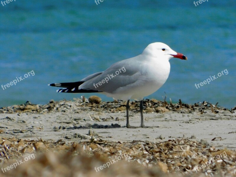 Audouin Gull Birdwatching Bird Wildlife Free Photos