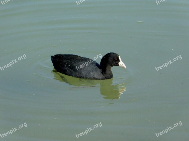 Coot Wildlife Bird Waterfowl Reflection