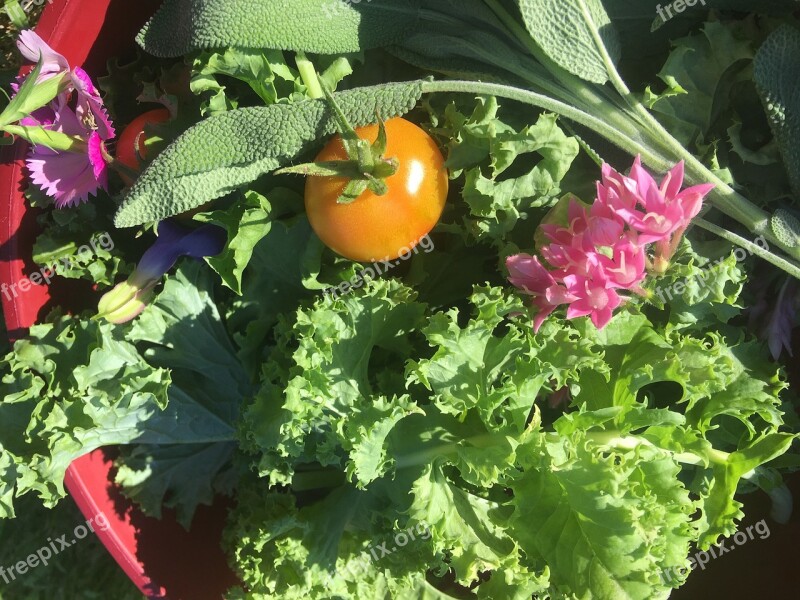 Kale Garden Harvest Healthy Green