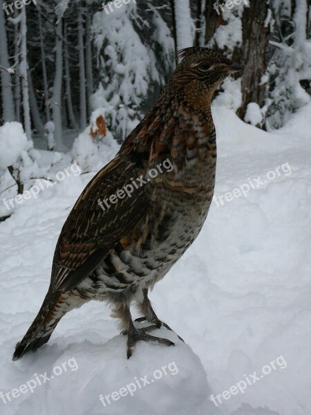 Partridge Bird Nature Snow Plumage