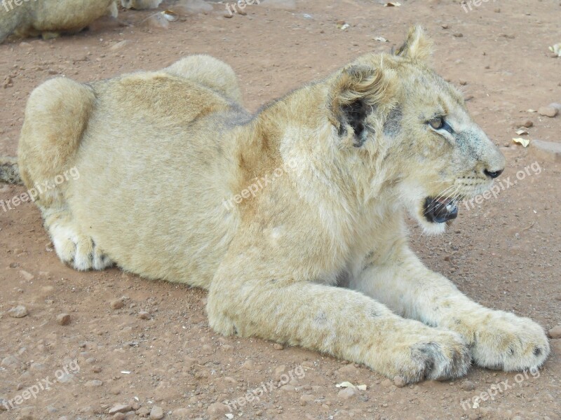 Lion White Lion Female Predator Nature