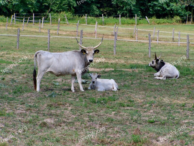 Hungarian Grey Cattle Farm Animals Ancient Breed Free Photos