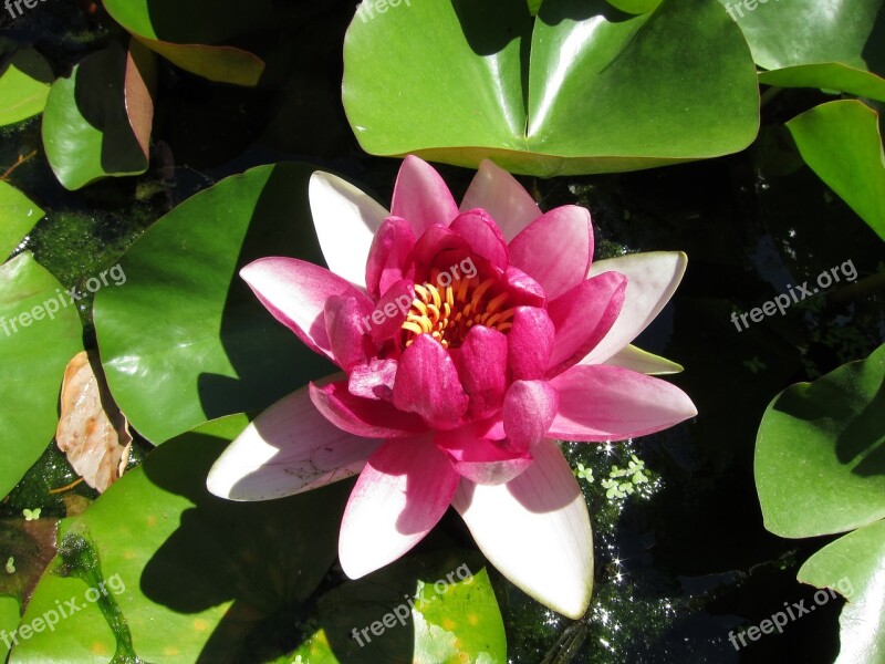 Water Lily Plant Flower Nymphaea Garden