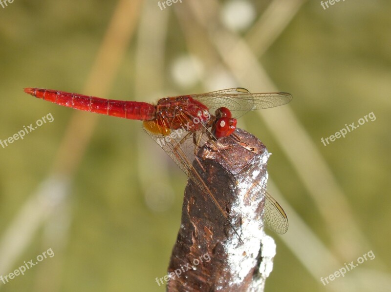 Dragonfly Red Dragonfly Erythraea Crocothemis Raft Pond Free Photos