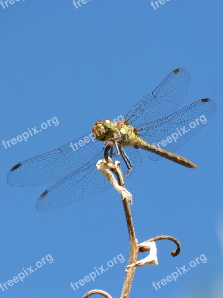 Ibélula Yellow Dragonfly Detail Winged Insect Cordulegaster Boltonii