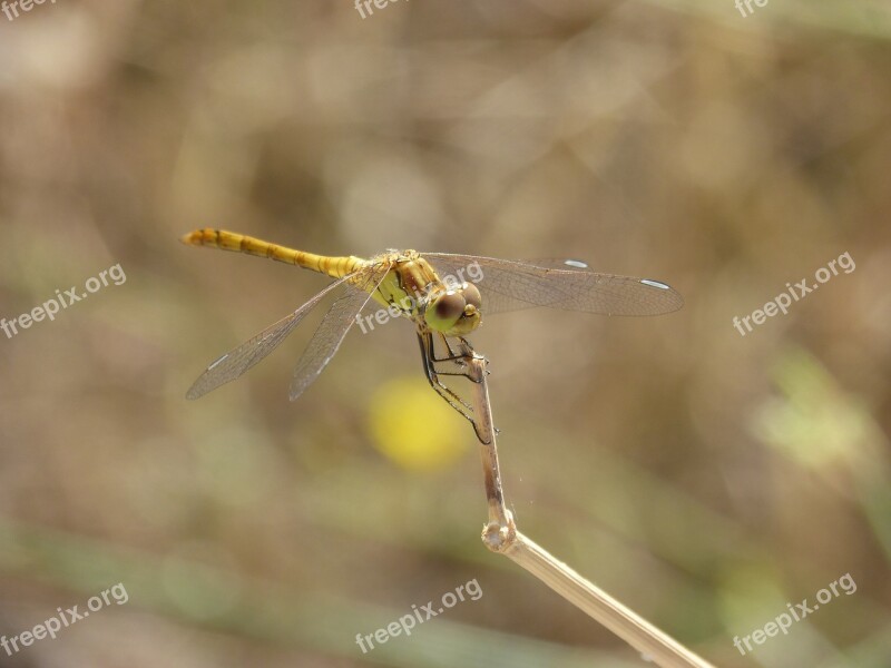 Ibélula Yellow Dragonfly Detail Winged Insect Cordulegaster Boltonii