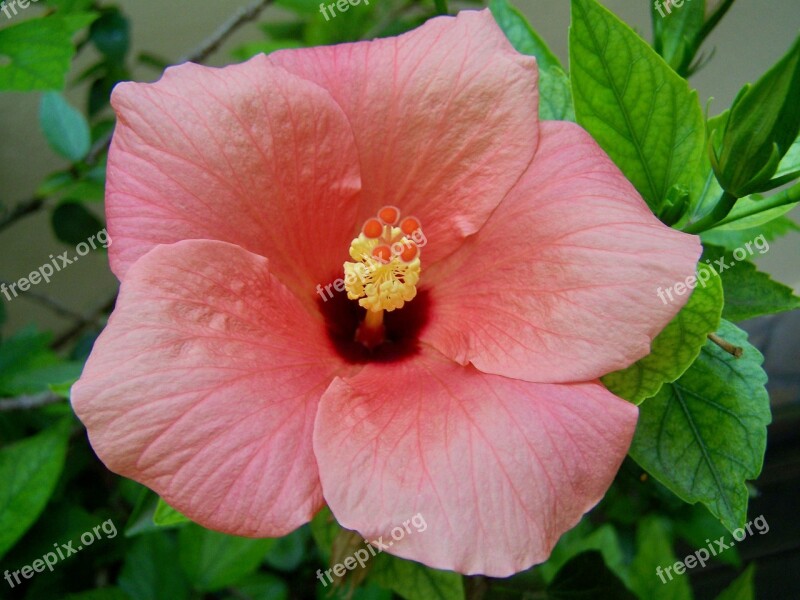 Hibiscus Hollyhock Plant Free Photos