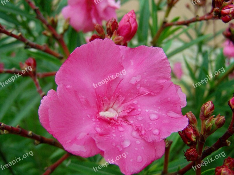 Leander Raindrops And Flowers Pink Free Photos